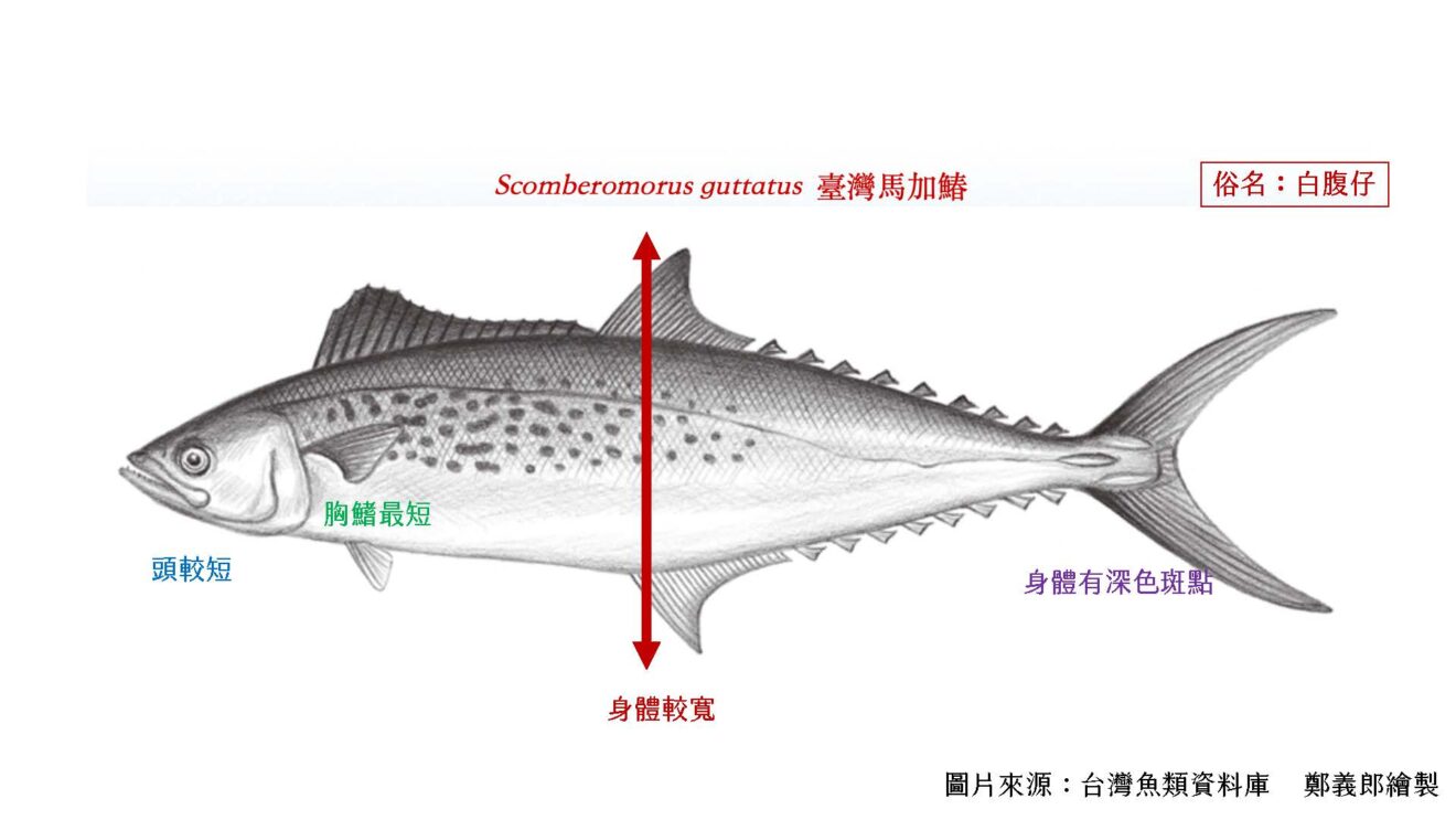 年年有鰆的鰆魚小教室 – 年年有鰆官方網站