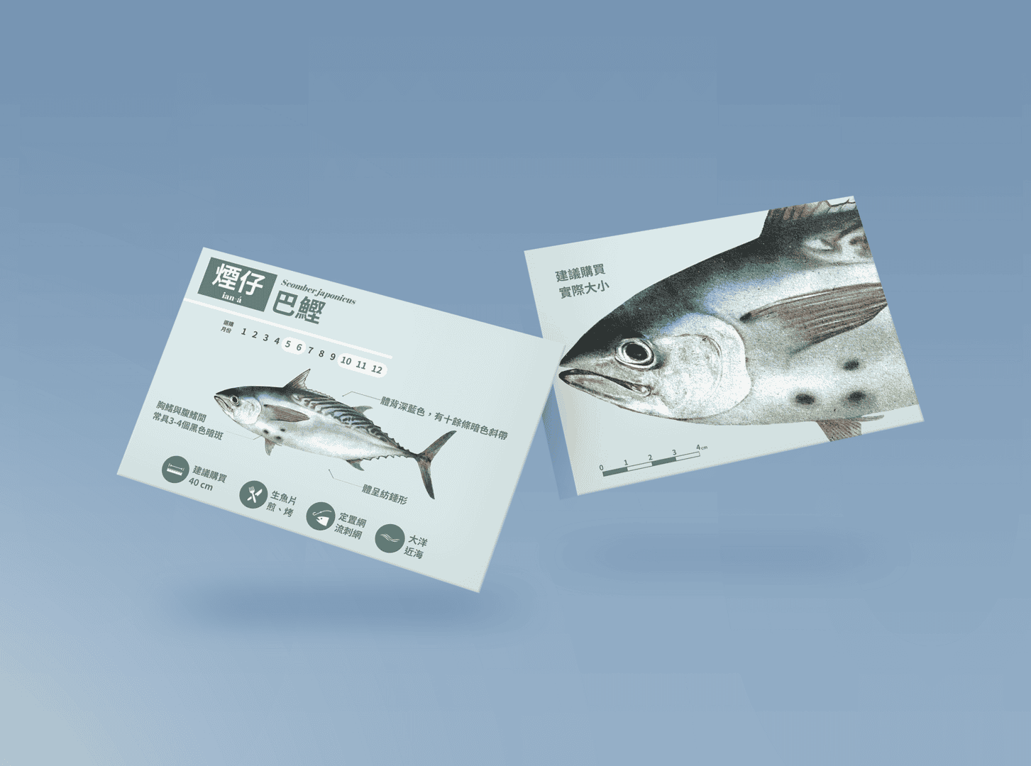 澎湖魚明星攻略